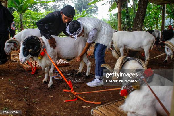 Indonesian shepherds are seen give a massage before a fight during a Sundanese traditional cultural event on January 23, 2022 in Sumedang, Indonesia....