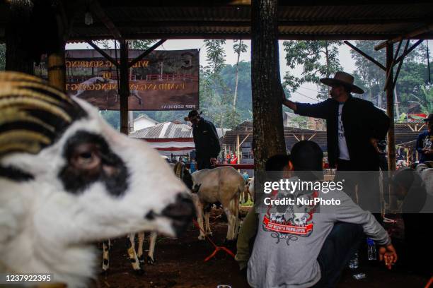 Indonesian shepherds prepared a ram for fight during a Sundanese traditional cultural event on January 23, 2022 in Sumedang, Indonesia. Ram fighting...