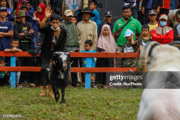 Rams fight at a traditional sheep fighting during a Sundanese traditional cultural on January 23, 2022 in Sumedang, Indonesia. Ram fighting is part...