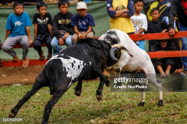 Rams fight at a traditional sheep fighting during a Sundanese traditional cultural on January 23, 2022 in Sumedang, Indonesia. Ram fighting is part...