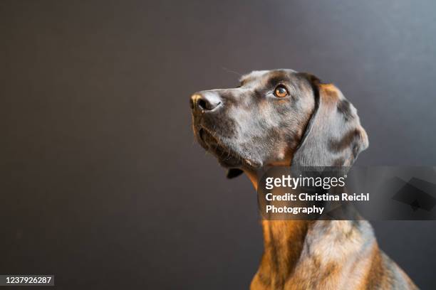 dog portrait studio shot - purebred dog stock pictures, royalty-free photos & images