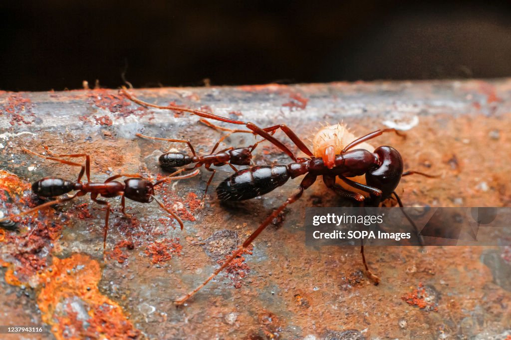 Organic Compost from Black Soldier Flies in Kenya