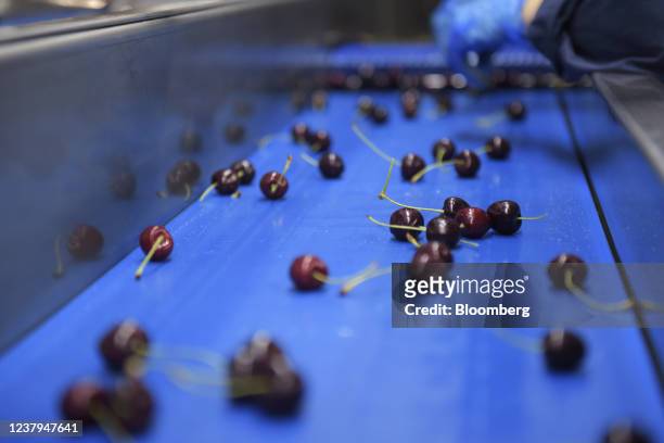 Freshly picked cherries undergo cleaning and sorting in the CherryHill Orchards Pty Ltd. Packing facility in Coldstream, Victoria, Australia, on...