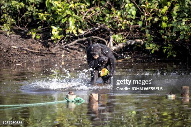 Chimpanzee reacts to a splash of water after an animal care specialist threw some food its way on one of the islands on the outskirts of Marshall...