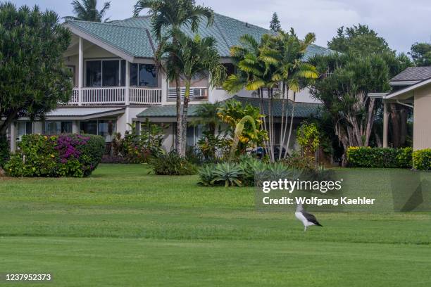 Moli, or Laysan albatross at the Princeville Makai Golf Club on the Hawaiian Island of Kauai, Hawaii, USA.