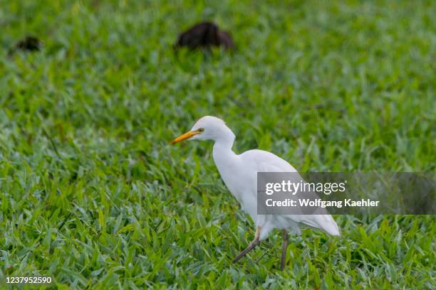 Cattle Egret is searching for food in the grass of the Princeville Makai Golf Club on the Hawaiian Island of Kauai, Hawaii, USA.