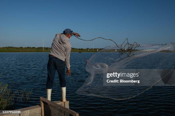 Worker throws a net to harvest from from a man-made lake at the Inmarlaca farm near Maracaibo, Venezuela, on Friday, Dec. 3, 2021. Shrimp farms, big...