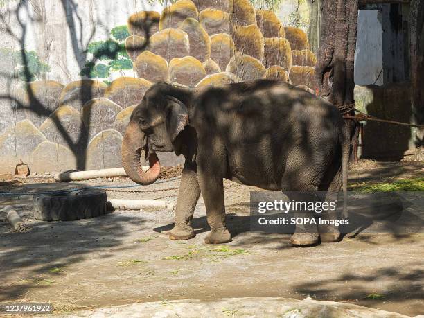 The 48-year-old Sri-Lankan elephant, Mali, roams around in his bigger and broader enclosure. A sneak peek of the renovation project of Manila Zoo,...