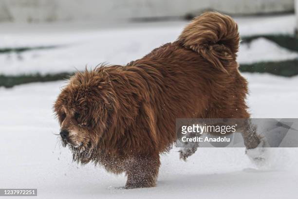 Tibetan Mastiff breed dog walks on a snow covered area after snowfall in Turkish capital Ankara on January 25, 2022.