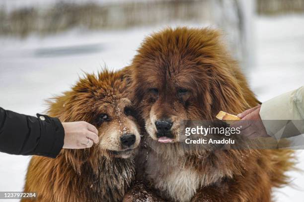 People feed Tibetan Mastiff breed dogs after snowfall in Turkish capital Ankara on January 25, 2022.