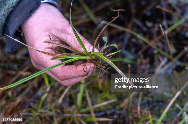 January 2022, Mecklenburg-Western Pomerania, Siedenbollentin: A Michael Succow Foundation employee examines a scaly yellow sedge on the Binsenberg...