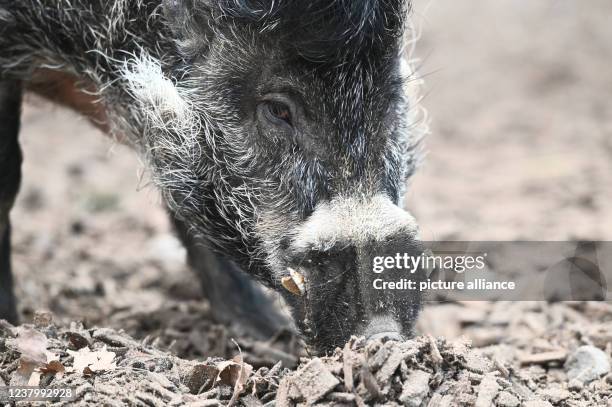 January 2022, Rhineland-Palatinate, Landau in der Pfalz: Breeding boar Cebu snouts for food in his enclosure at Landau Zoo in the Palatinate. Cebu is...