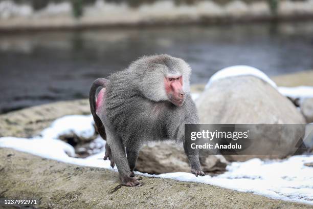 Baboon is seen at the Bursa Metropolitan Municipality Zoo in Bursa, Turkiye on January 25, 2022. The number of animals from 136 species in the...