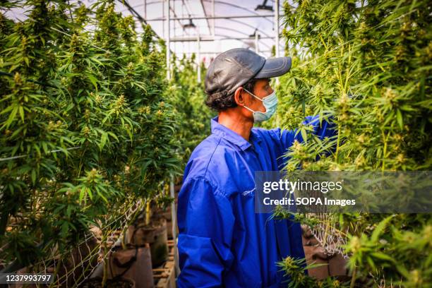 Worker inspects flowering cannabis plants at a legal marijuana facility. On January 25, Thailand's Narcotic Control Board removed additional elements...