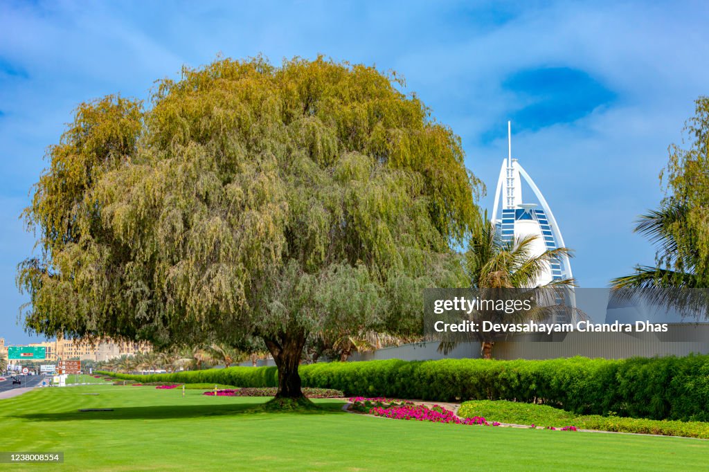 Dubai, United Arab Emirates - An Old Al Ghaf Tree And Typical Urban Landscaping With Lawns, Flowerbeds and Well Maintained Hedges In The Modern Arabian City