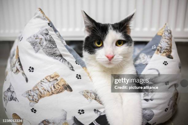 408 Too Many Cats Photos and Premium High Res Pictures - Getty Images 408 Too Many Cats Photos and Premium High Res Pictures - Getty Images