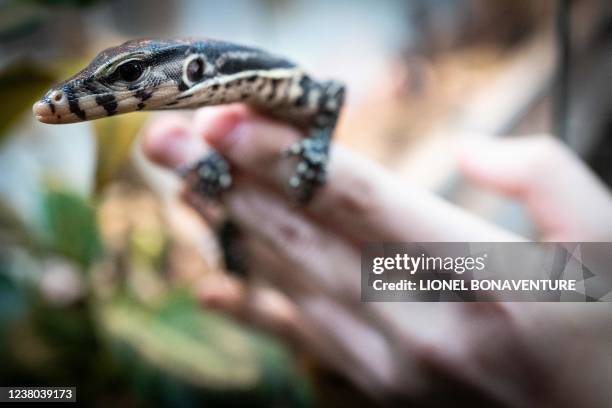 Young Malayan Varan is pictured at the Padiparc zoo in Padirac in the Lot department on January 28 a few days after its hatching. - Shy, a female...