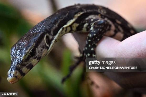 Young Malayan Varan is pictured at the Padiparc zoo in Padirac in the Lot department on January 28 a few days after its hatching. - Shy, a female...