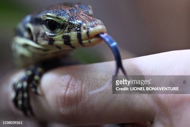 Young Malayan Varan is pictured at the Padiparc zoo in Padirac in the Lot department on January 28 a few days after its hatching. - Shy, a female...