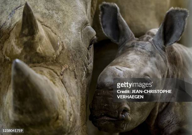 This photograph taken on January 28 shows a female infant rhinoceros, born on January 18, and her mother Yoruba, in their enclosure at the Amneville...