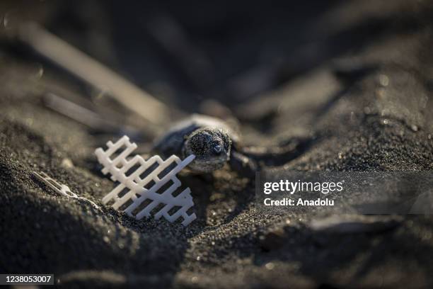 Newborn green sea turtle struggles due to plastic wastes before reaching to the sea on Samandag Beach in Hatay, Turkiye on September 2, 2021. Sea...