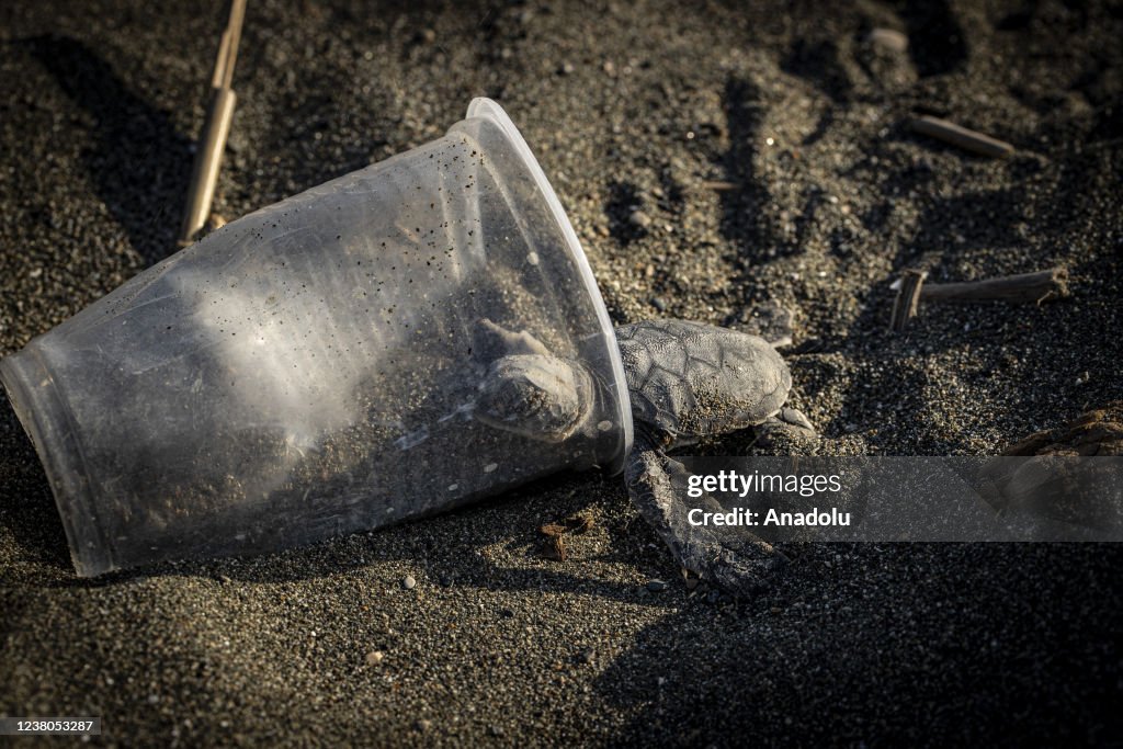 Dangerous journey of world's oldest ânavigators' sea turtles