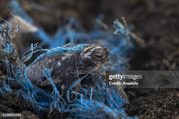 Newborn green sea turtle struggles due to a disposed plastic net before reaching to the sea on Samandag Beach in Hatay, Turkiye on September 3, 2021....