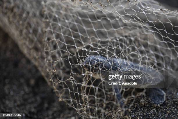 Newborn green sea turtle struggles due to a disposed plastic net before reaching to the sea on Samandag Beach in Hatay, Turkiye on September 3, 2021....