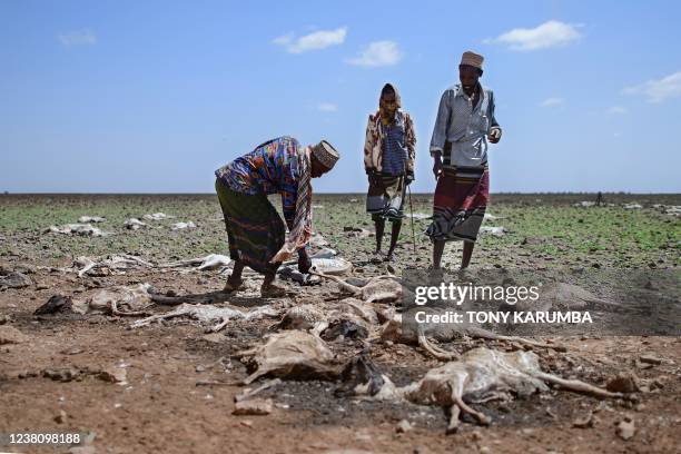 Pastoralists from the local Gabra community walk among carcasses of some of their sheep and goats on the outskirts of a small settlement called...