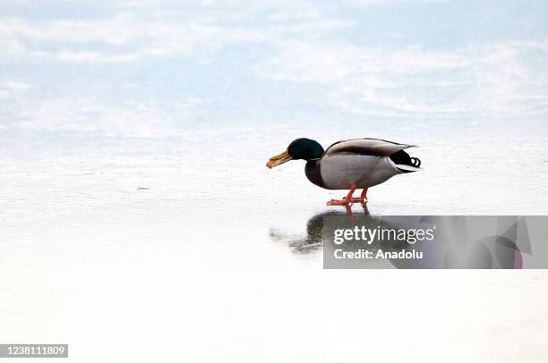 Duck eats a bread on partially frozen lake located in Igneada Longoz Forests National Park in Kirklareli, Turkiye on January 26, 2022. Igneada Longoz...