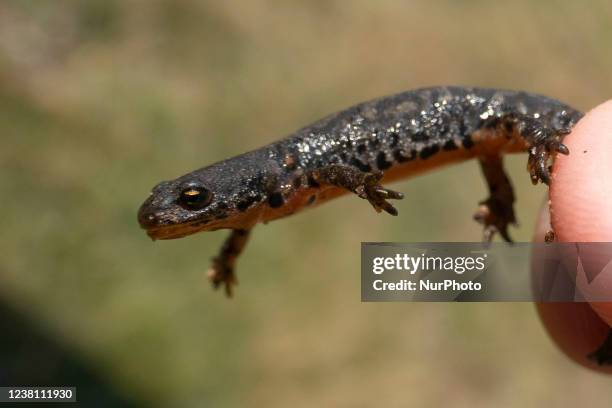 Wildlife in Greece. The Alpine newt an ampibian reptile with the distinctive orange belly, I. Veluchiensis found in Greece, the Mesotriton alpestris...