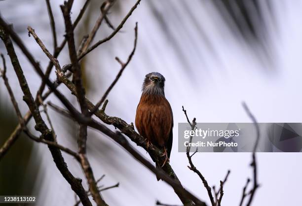 Pair of chestnut-tailed starling , also called grey-headed starling and grey-headed myna is a member of the starling family, sitting on the Indian...