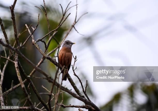 Pair of chestnut-tailed starling , also called grey-headed starling and grey-headed myna is a member of the starling family, sitting on the Indian...