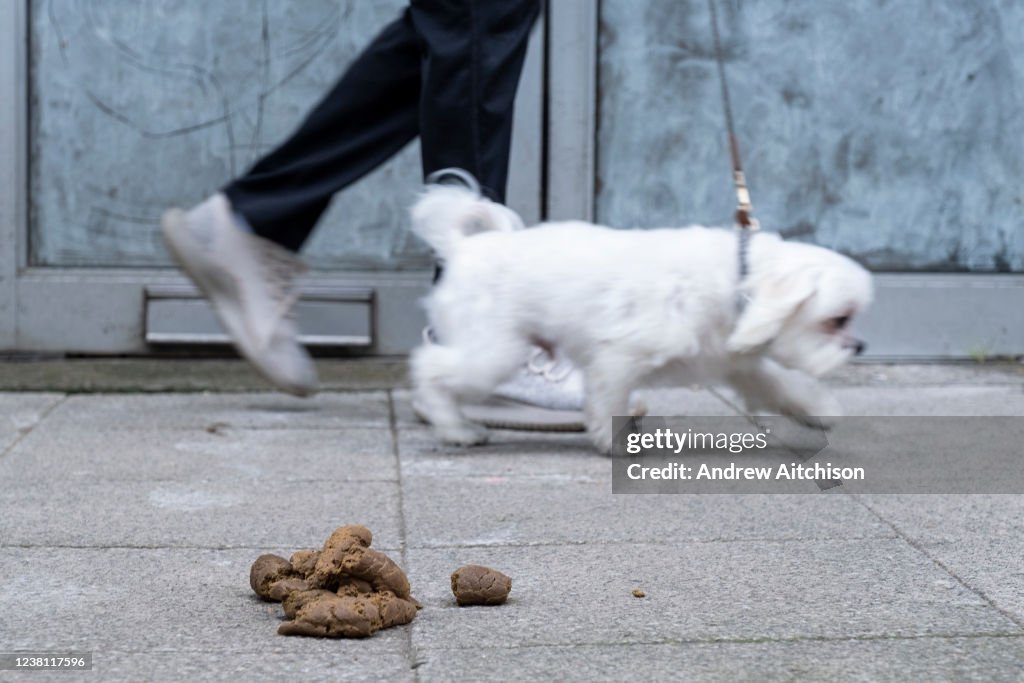 Dog Poo On A Pavement