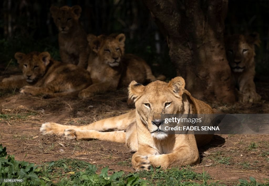 MOROCCO-ANIMAL-LION
