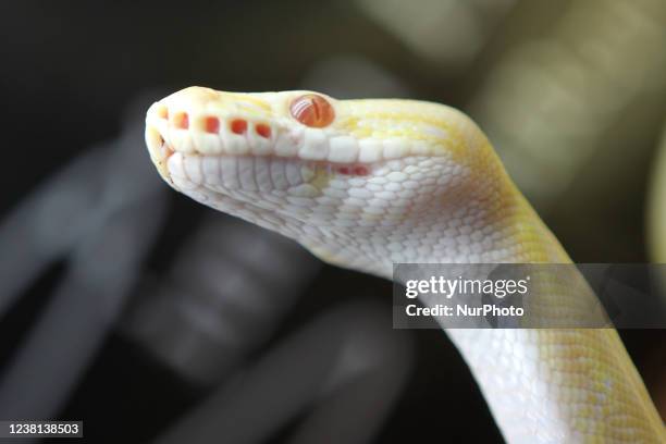 Specially bred Spider Albino Python an exotic reptile breeders expo in Mississauga, Ontario, Canada.