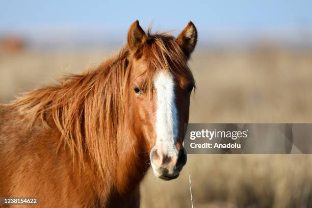 Wild horse is seen during the winter season in Bird Sanctuary, in Izmir, Turkiye on January 31, 2022. Izmir Bird Sanctuary , which is a UNESCO World...