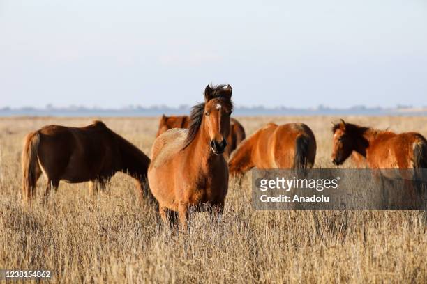 Wild horses are seen during the winter season in Bird Sanctuary, in Izmir, Turkiye on January 31, 2022. Izmir Bird Sanctuary , which is a UNESCO...