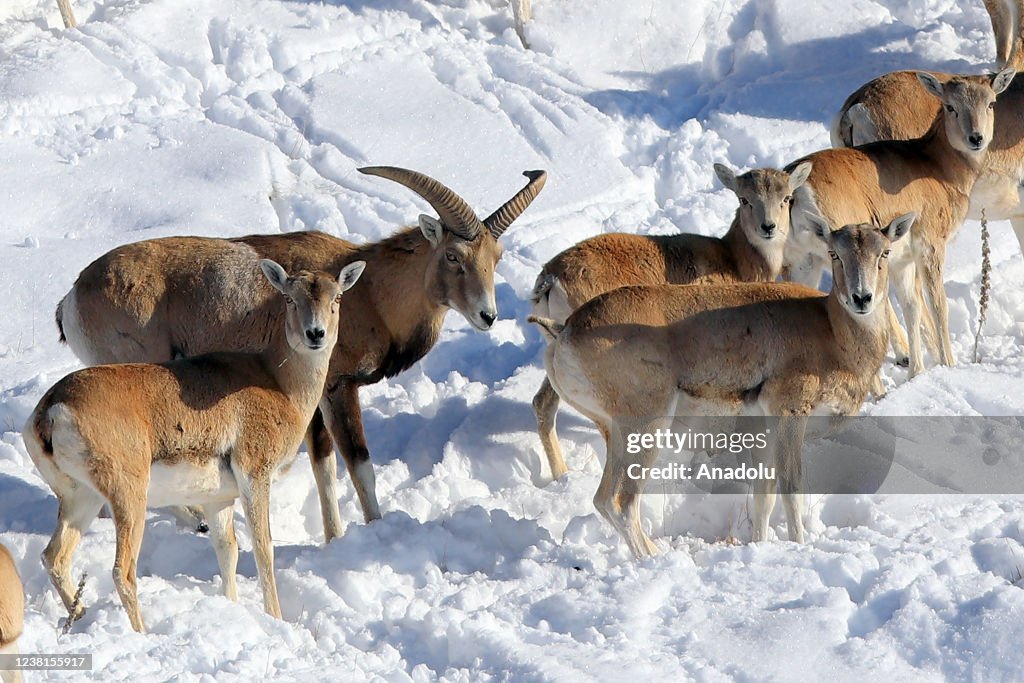 Anatolian wild sheep, one of the species unique to Turkiye, are seen... News Photo - Getty Images Anatolian wild sheep, one of the species unique to Turkiye, are seen... News Photo - Getty Images
