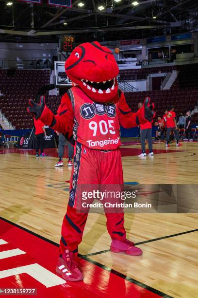 Raptors 905 mascot Stripes shows off his special alternate jersey commemorating the 2022 Lunar New Year before an NBA G League game against the Windy...