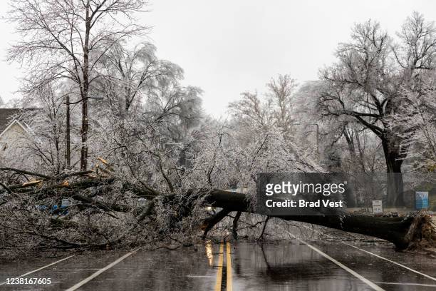 Large tree that fell due to ice accumulation blocks off North Cooper Street on February 3, 2022 in Memphis, Tennessee. The massive storm, working its...