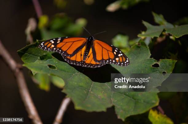 Monarch butterfly rests on a plant in El Rosario Butterfly Sanctuary, in Michoacan State, Mexico on January 31, 2022. Monarch butterflies fly around...