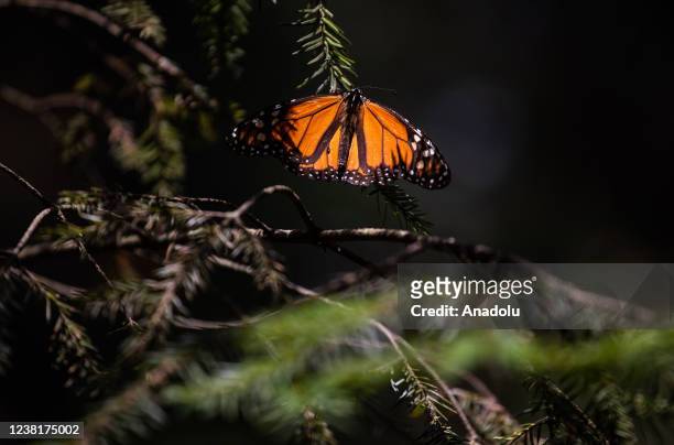 Monarch butterfly rests on branches in El Rosario Butterfly Sanctuary, in Michoacan State, Mexico on January 31, 2022. Monarch butterflies fly around...