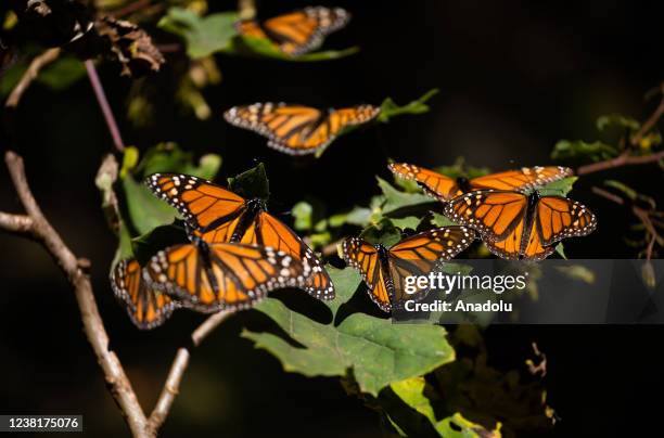 Monarch butterflies rest on a plant in El Rosario Butterfly Sanctuary, in Michoacan State, Mexico on January 31, 2022. Monarch butterflies fly around...