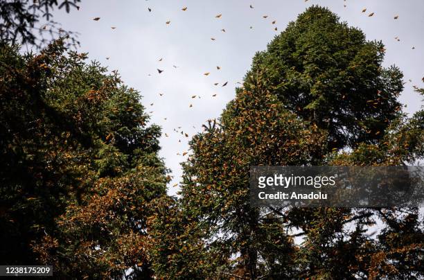 Hundreds of Monarch butterflies rest on branches while others fly in El Rosario Butterfly Sanctuary, in Michoacan State, Mexico on January 31, 2022....