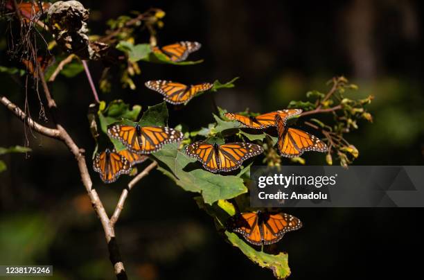 Monarch butterflies rest on a plant in El Rosario Butterfly Sanctuary, in Michoacan State, Mexico on January 31, 2022. Monarch butterflies fly around...