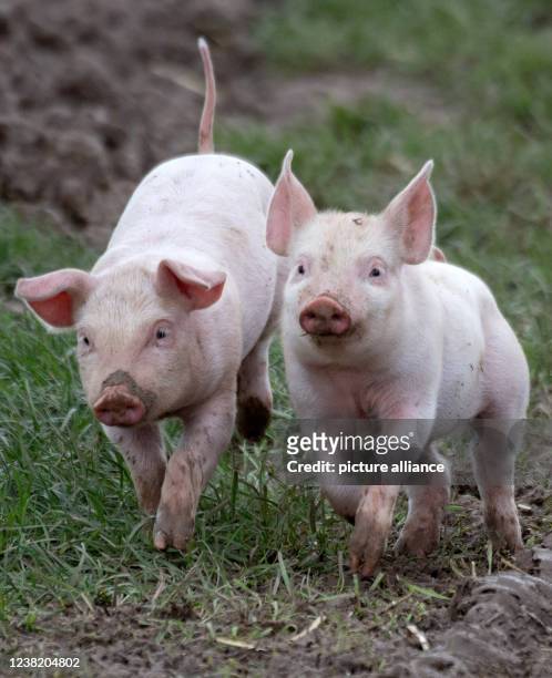 February 2022, North Rhine-Westphalia, Jössen: Piglets run through the mud in their outdoor pen. The young pigs spend most of their day outdoors and...