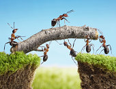 team of ants constructing bridge