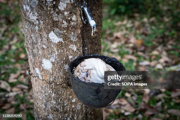 Christchurch Inefficiënt Golven 553 Rubber Trees In Thailand Photos and Premium High Res Pictures - Getty Images Christchurch Inefficiënt Golven 553 Rubber Trees In Thailand Photos and Premium High Res Pictures - Getty Images