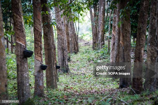 Rubber trees in Narathiwat. Daily life around the Thai-Malaysian border on the east coast of the Malay Peninsula, Narathiwat is a heavily guarded...